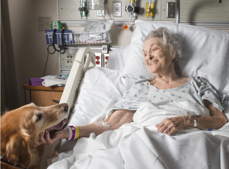 A dog and its owner in hospital bed.