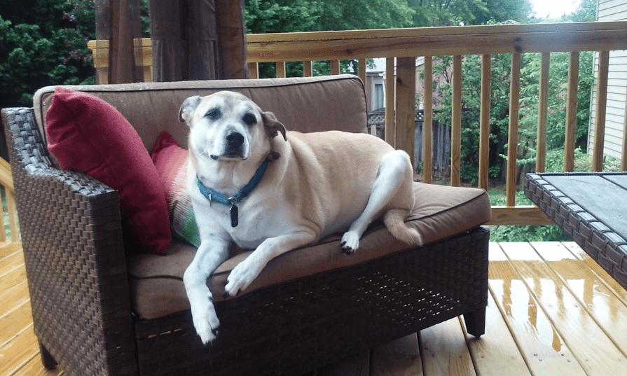 A dog laying on top of a couch.