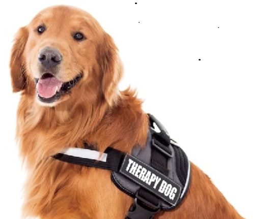 A dog with a harness on sitting in front of a white background.