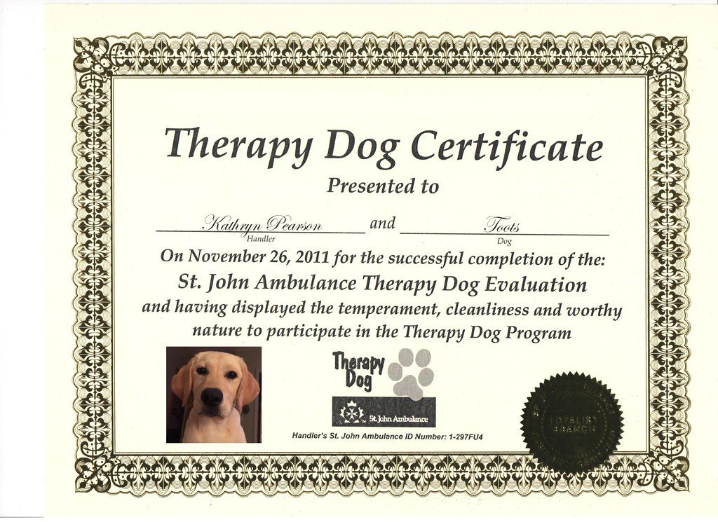 A certificate of completion for therapy dog training.