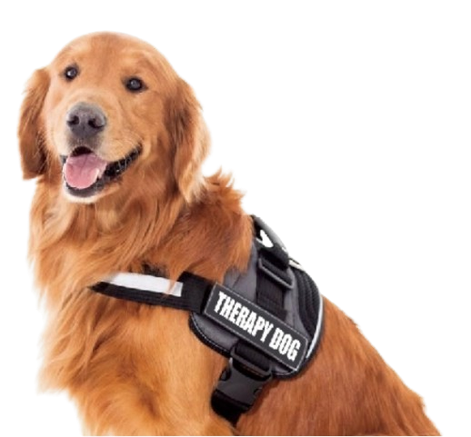 therapy dog wearing vest