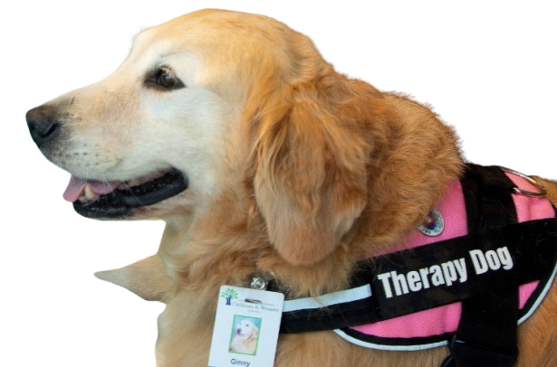 therapy dog wearing vest