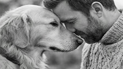 Therapy dog with senior companion