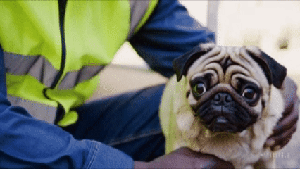 Support therapy dog programs